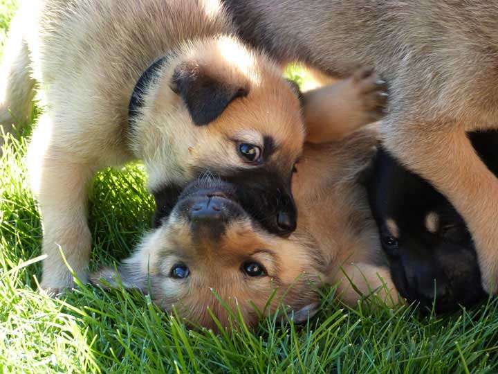 chinook dog